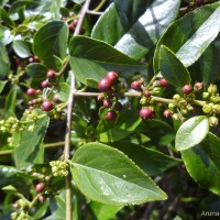 Rhamnus